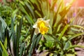 Bright yellow daffodil Narcissus flower blooming in the spring on green leaves background in the garden close up. Royalty Free Stock Photo