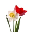 Bright yellow daffodil and red tulip, isolated on white background. Royalty Free Stock Photo