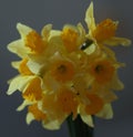 Bright yellow daffodils bouquet in the shape of square