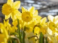 Bright yellow daffodils. Floral background.Symbol of spring