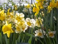 Bright yellow daffodils. Floral background.Symbol of spring