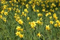 Bright yellow daffodils, narcissus field Royalty Free Stock Photo