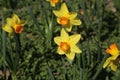 Bright yellow daffodils, narcissus field Royalty Free Stock Photo