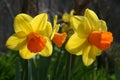 Bright Yellow Daffodils Jetfire variety Royalty Free Stock Photo