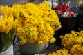 Bright yellow daffodils and tulips in buckets at the flower market