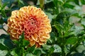 Bright yellow dahlias in the flower bed in the park. Royalty Free Stock Photo