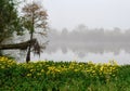 Bright yellow daisies on the shore of Guste Island Louisiana