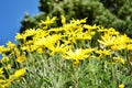 Bright yellow daisy flowers on blue sky background in a sunny summer day. Royalty Free Stock Photo