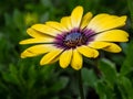 Bright Yellow Daisy with Purple Center and Green Background Royalty Free Stock Photo