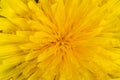 Bright yellow dandelion Royalty Free Stock Photo