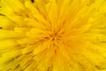 Bright yellow dandelion