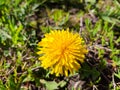 Bright yellow dandelion. Close up image. Tender flower background. Soft focus. Royalty Free Stock Photo