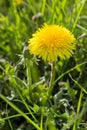 Bright yellow dandelion flower on the green field, close up, spring natural background Royalty Free Stock Photo