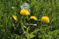 Bright yellow dandelion flowers close-up on a green grass Royalty Free Stock Photo