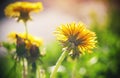 Bright yellow dandelion flowers grow under the rays of the warm sun in the summer Royalty Free Stock Photo