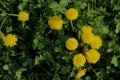 A bunch of bright yellow dandelion flowers Royalty Free Stock Photo