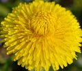 Bright-yellow dandelion macro. Amazing yellow colourr Royalty Free Stock Photo