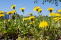 Bright yellow dandelions against blue sky closeup Royalty Free Stock Photo