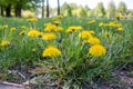 Bright yellow dandelions against blue sky closeup Royalty Free Stock Photo