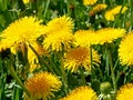 Bright yellow dandelions close-up on a picturesque blurred green natural background