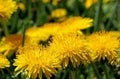 Bright yellow dandelions close-up on a picturesque blurred green natural background