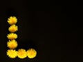 Bright yellow dandelions in form of letter L on black background. Symbolic concept beauty, love. Congratulatory background to day