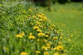 Bright yellow dandelions on a sunlit lawn