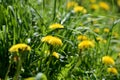 Bright yellow dandelions on a sunlit lawn