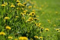 Bright yellow dandelions on a sunlit lawn