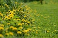 Bright yellow dandelions on a sunlit lawn