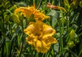 Bright yellow daylilies blooming Royalty Free Stock Photo