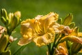Bright yellow daylily closeup