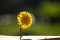 Bright yellow desert dandelion Malacothrix glabrata , a Sunny flower on a disfocus blurred natural background