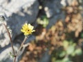 Bright yellow desert dandelion Malacothrix glabrata , a Sunny flower on a disfocus blurred natural background. Atmospheric