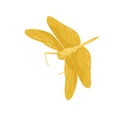 Bright yellow dragonfly with long body and two pairs of large wings. Small fast-flying insect. Flat vector design