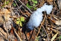 Bright yellow dry grass, rotten leaves and new green leaves with white melting snow, natural background Royalty Free Stock Photo