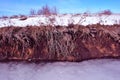 Bright yellow dry grass twigs covered white snow on river bank, dark ground and ice close up, bright blue sky Royalty Free Stock Photo