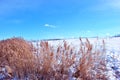 Bright yellow dry reeds on hill of river bank covered with snow, blue cloudy sky Royalty Free Stock Photo