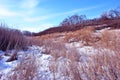 Bright yellow dry reeds on hills of river bank covered with snow, trees without leaves on horizon, blue sky background Royalty Free Stock Photo