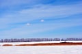 Bright yellow dry reeds line on river bank on meadow covered with snow, trees line on horizon, blue sky background Royalty Free Stock Photo