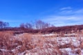 Bright yellow dry reeds on river bank covered with snow, sky background Royalty Free Stock Photo