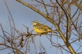 Bright yellow Eastern Meadowlark bird Royalty Free Stock Photo
