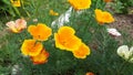 Bright yellow eschscholzia flowers in the garden