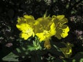 Bright yellow Evening Primrose Oenothera biennis on a background of dark green and purple garden plants. The sunny rays fall on Royalty Free Stock Photo