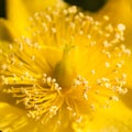 Bright Yellow Explosion Royalty Free Stock Photo