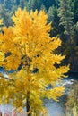 Bright yellow fall colors on a tree above the Yakima River
