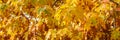 Bright yellow fall leaves on the branches of an oak tree, Washington state Royalty Free Stock Photo