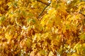 Bright yellow fall leaves on the branches of an oak tree, Washington state Royalty Free Stock Photo