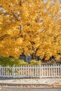 Yellow fall tree leaves background in front of home with Royalty Free Stock Photo