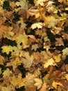 Bright yellow fallen maple leaves autumn fall uk Royalty Free Stock Photo